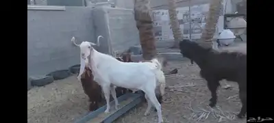 تيوس فحول للبيع الاحساء الهفوف 1