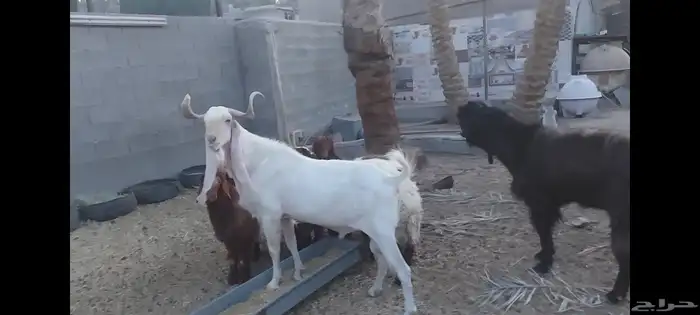 تيوس فحول للبيع الاحساء الهفوف 1