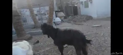 تيوس فحول للبيع الاحساء الهفوف 9