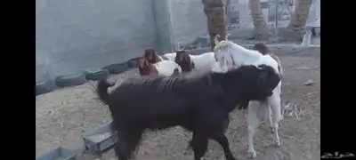 تيوس فحول للبيع الاحساء الهفوف 4
