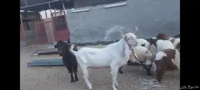 تيوس فحول للبيع الاحساء الهفوف 0