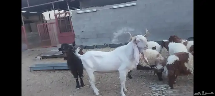 تيوس فحول للبيع الاحساء الهفوف 0