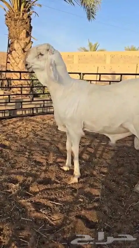 طلي ساكني ابيض ( تم البيع ) 0