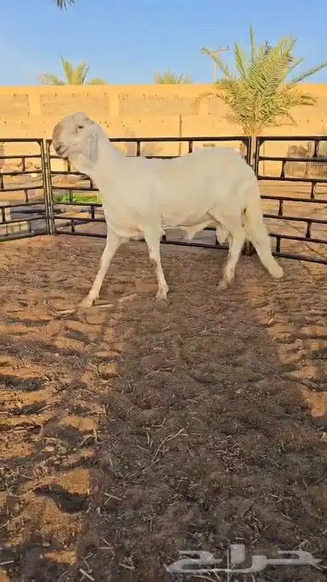طلي ساكني ابيض ( تم البيع ) 1