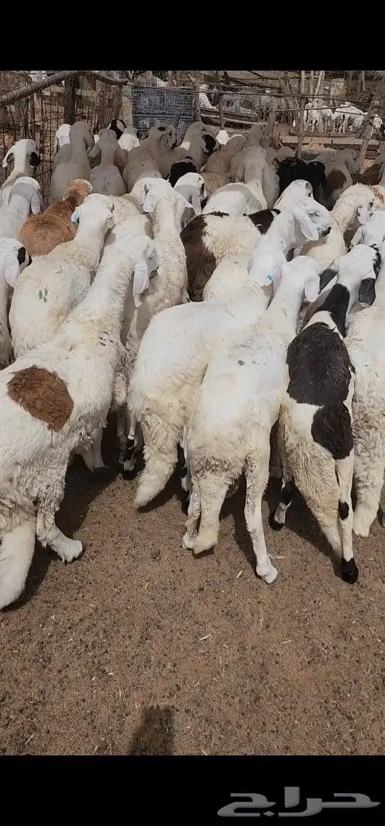 كباشه سواكني للمناسبات 0