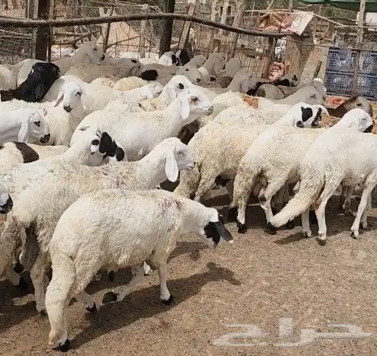 كباشه سواكني للمناسبات 2