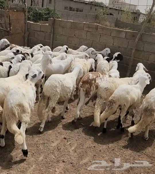 كباشه سواكني للمناسبات 1