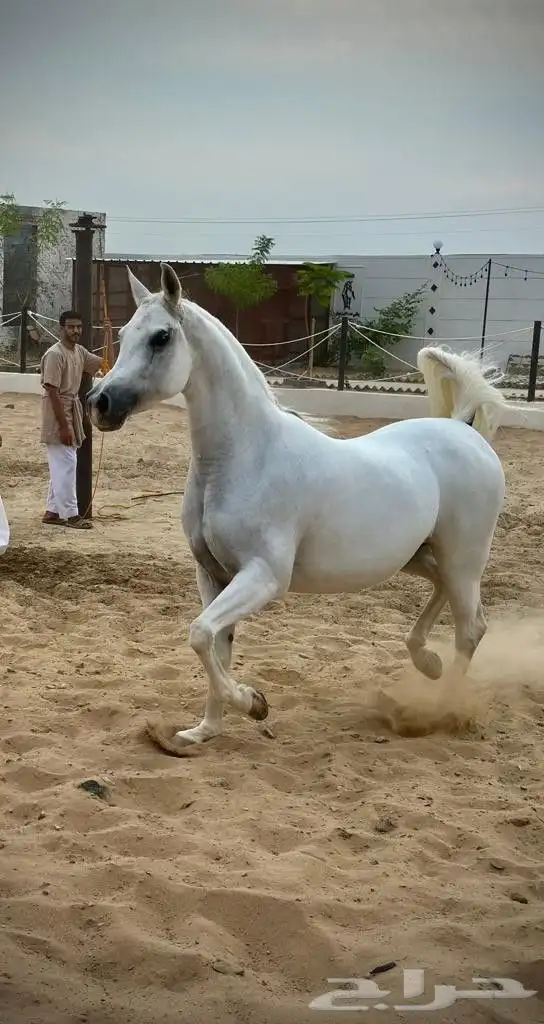 فرس واهو 3
