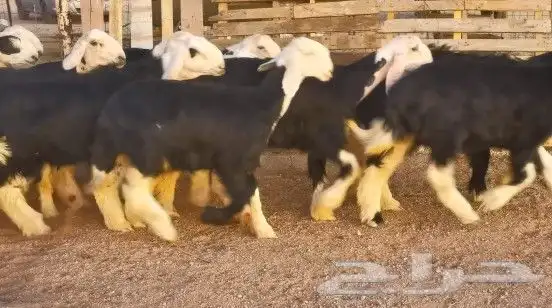 رخال نجد مقنوي طيبات لراغبي التأسيس 2