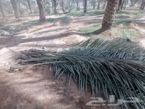 سعف نخيل أخضر طيب 3