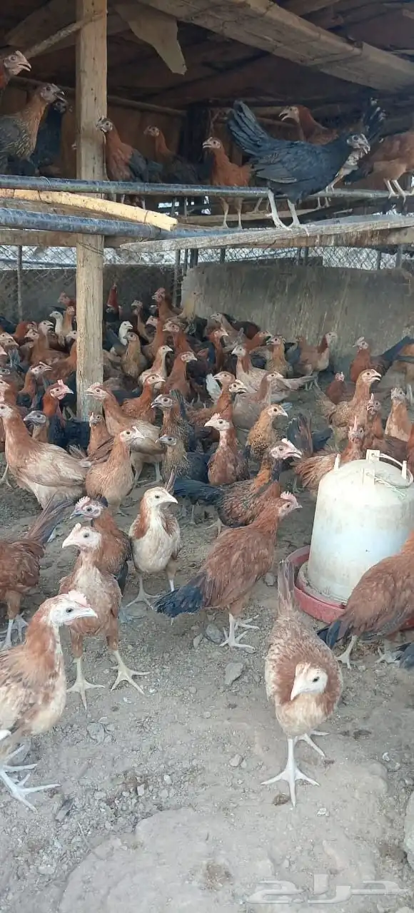 دجاج بلدي للبيع جميع الاحجام موجوده 7