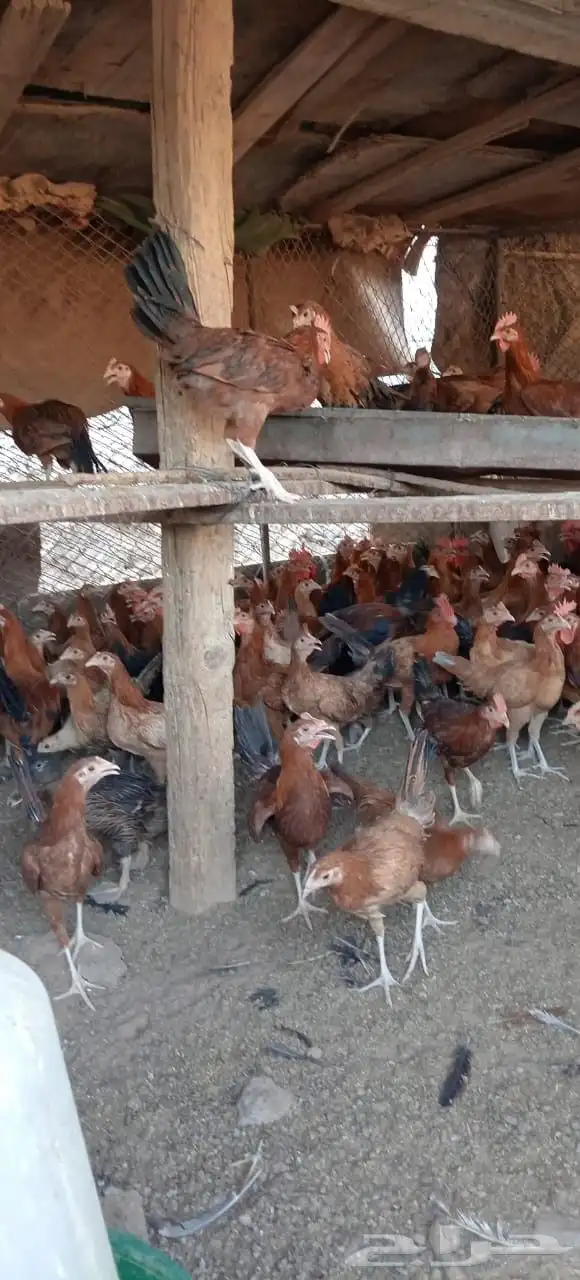 دجاج بلدي للبيع جميع الاحجام موجوده 8