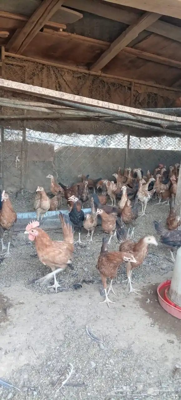 دجاج بلدي للبيع جميع الاحجام موجوده 6