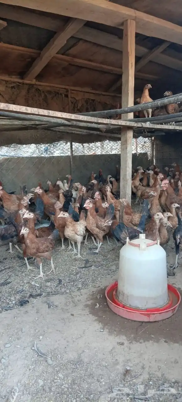 دجاج بلدي للبيع جميع الاحجام موجوده 5