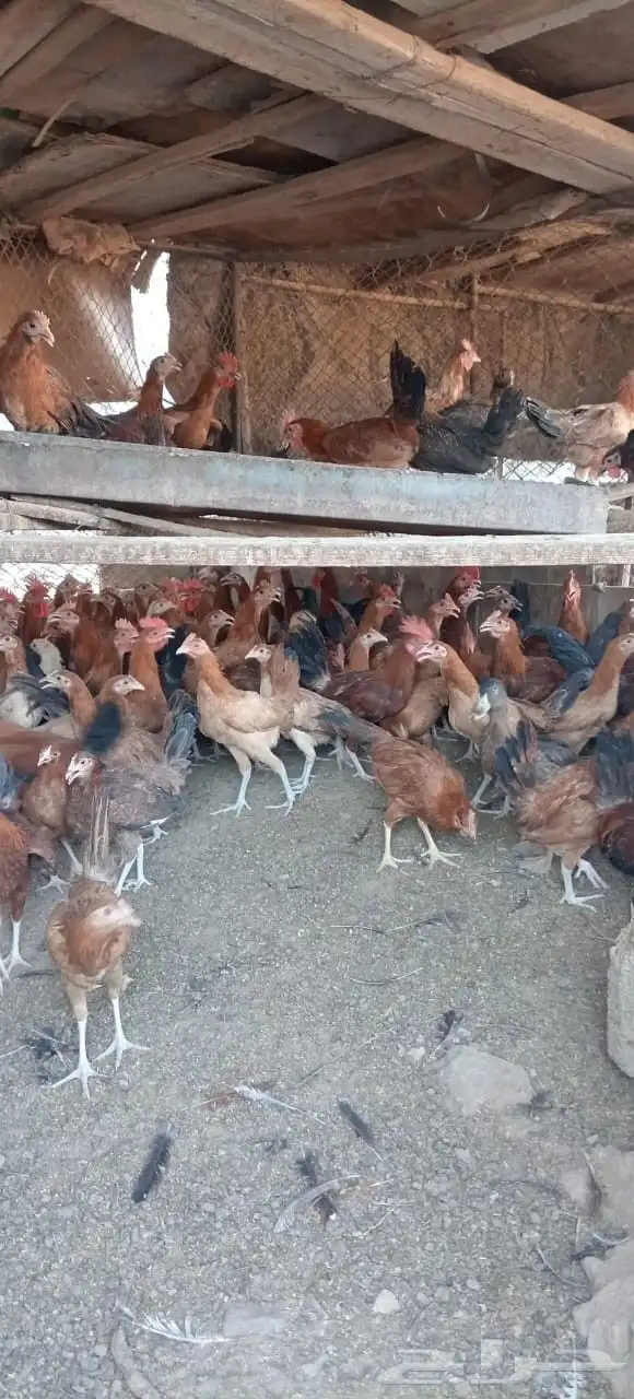 دجاج بلدي للبيع جميع الاحجام موجوده 9