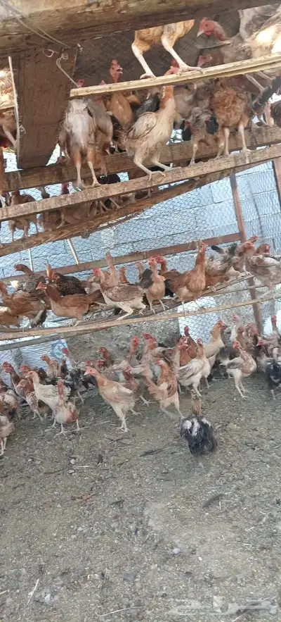 دجاج بلدي للبيع جميع الاحجام موجوده index