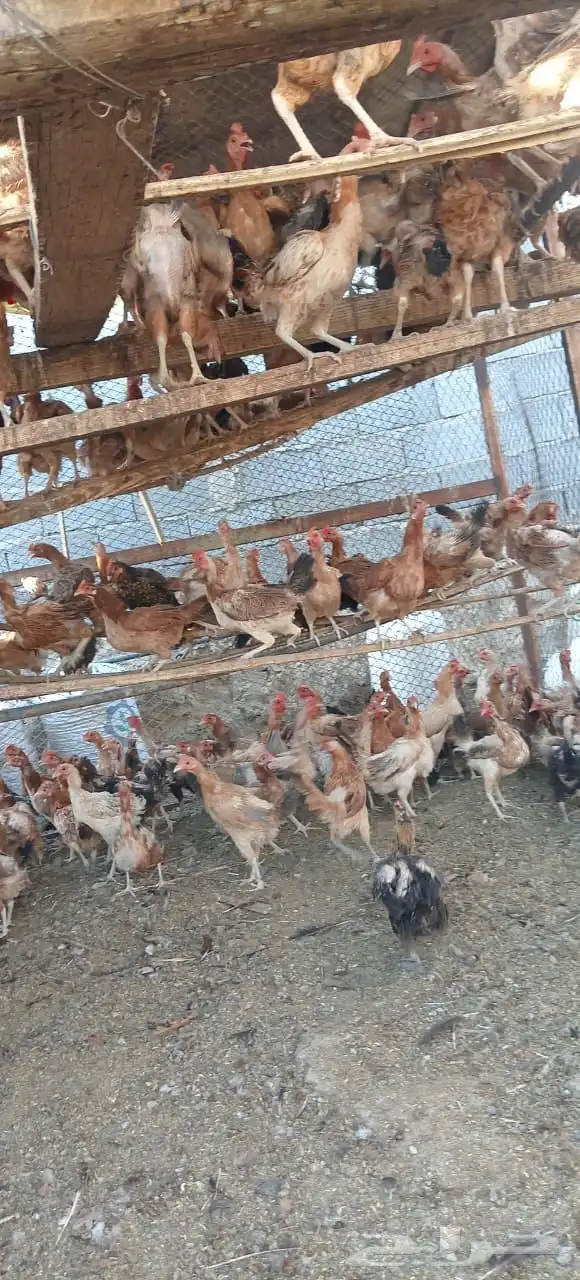 دجاج بلدي للبيع جميع الاحجام موجوده 2