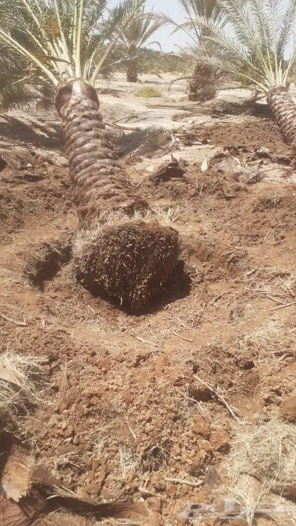 مقاول نخيل وشبوك 2