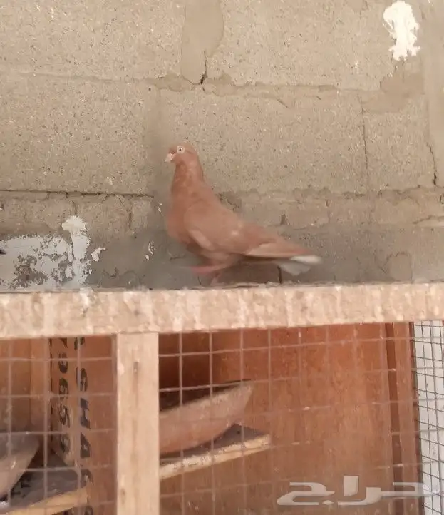 حمام شامي 1