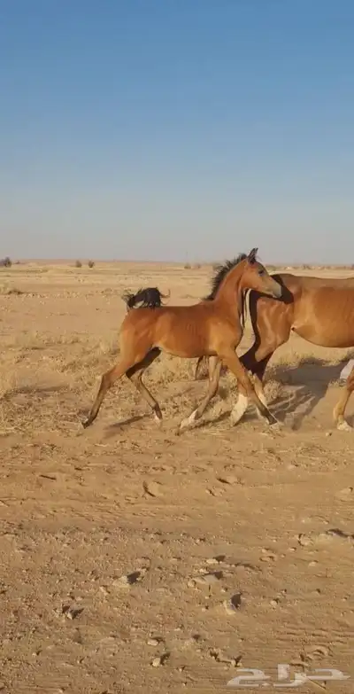 فرس شعبيه معه مهره شييخه 1