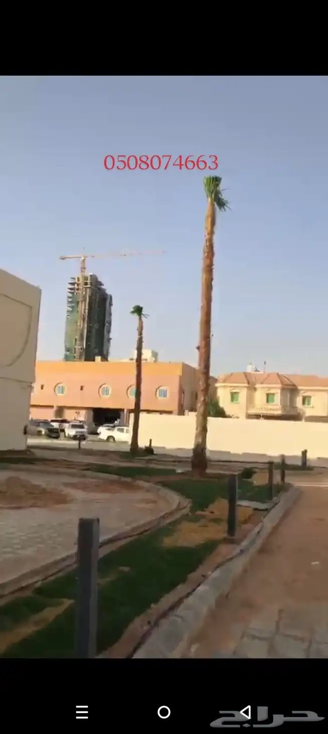 يوجد لدينا جميع انواع النخيل 2