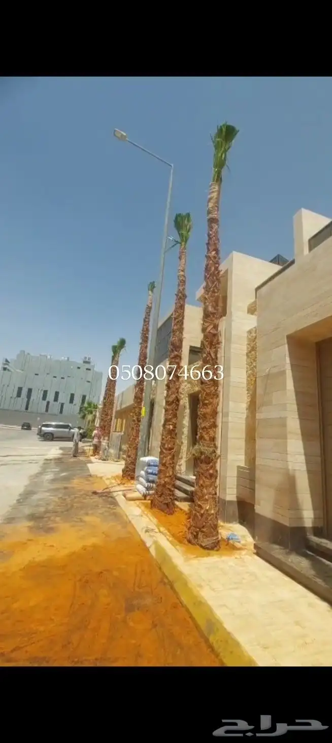 يوجد لدينا جميع انواع النخيل 1