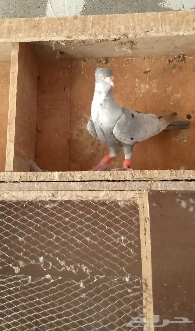 حمام شامي 0