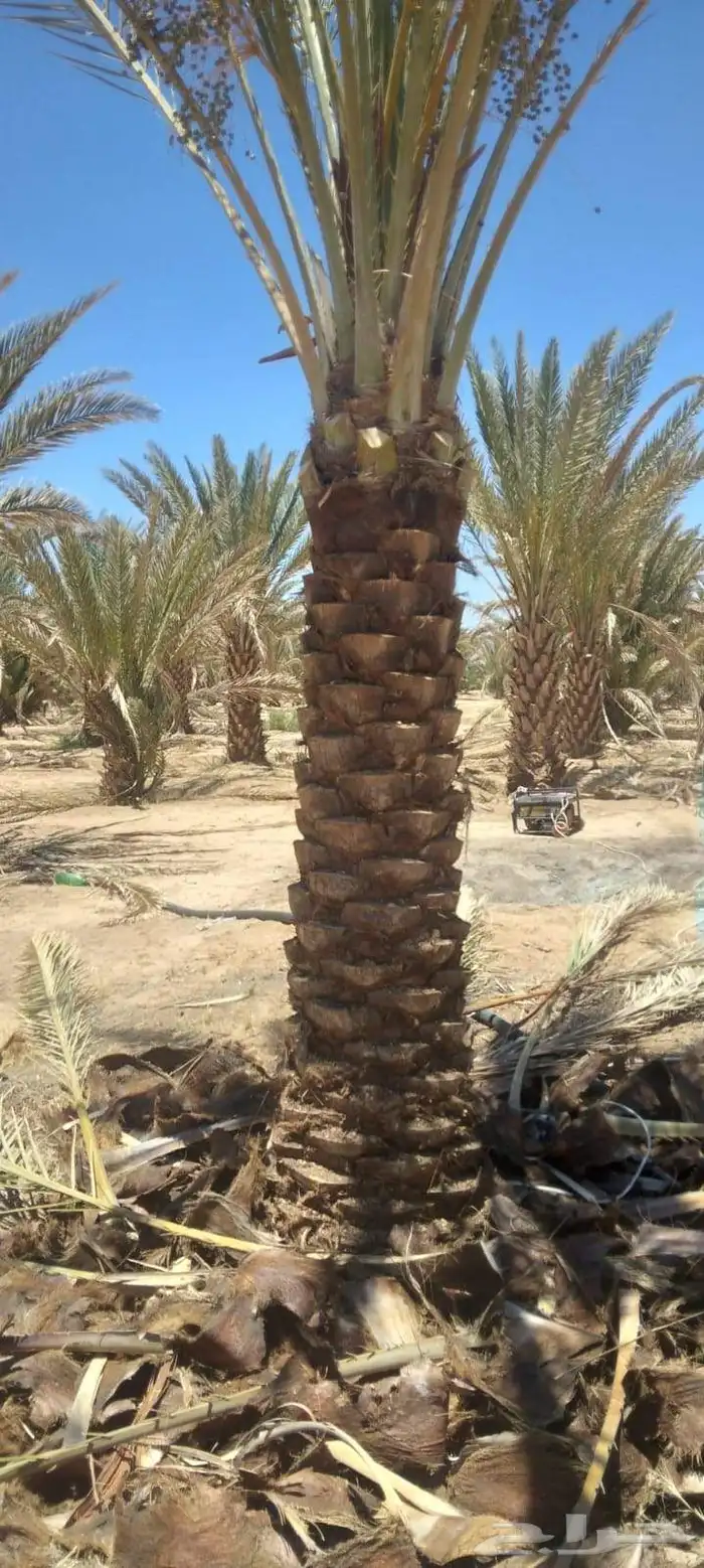 مقاول نخيل وشبوك 0