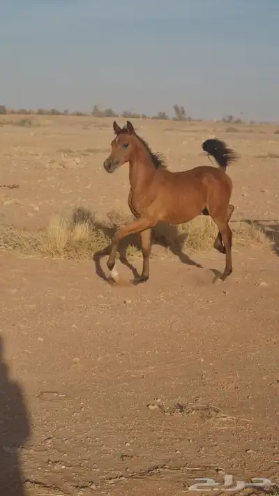 فرس شعبيه معه مهره شييخه 2