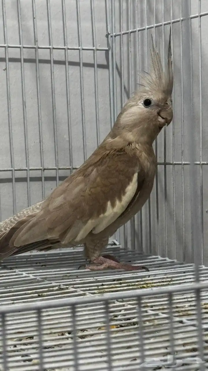 جده أبرق الارغامه 1