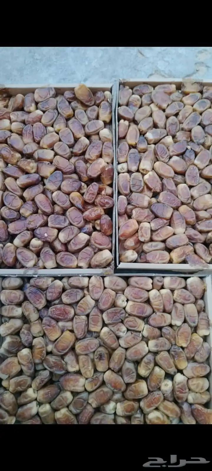 صقعي طيب واسعار اطيب 0