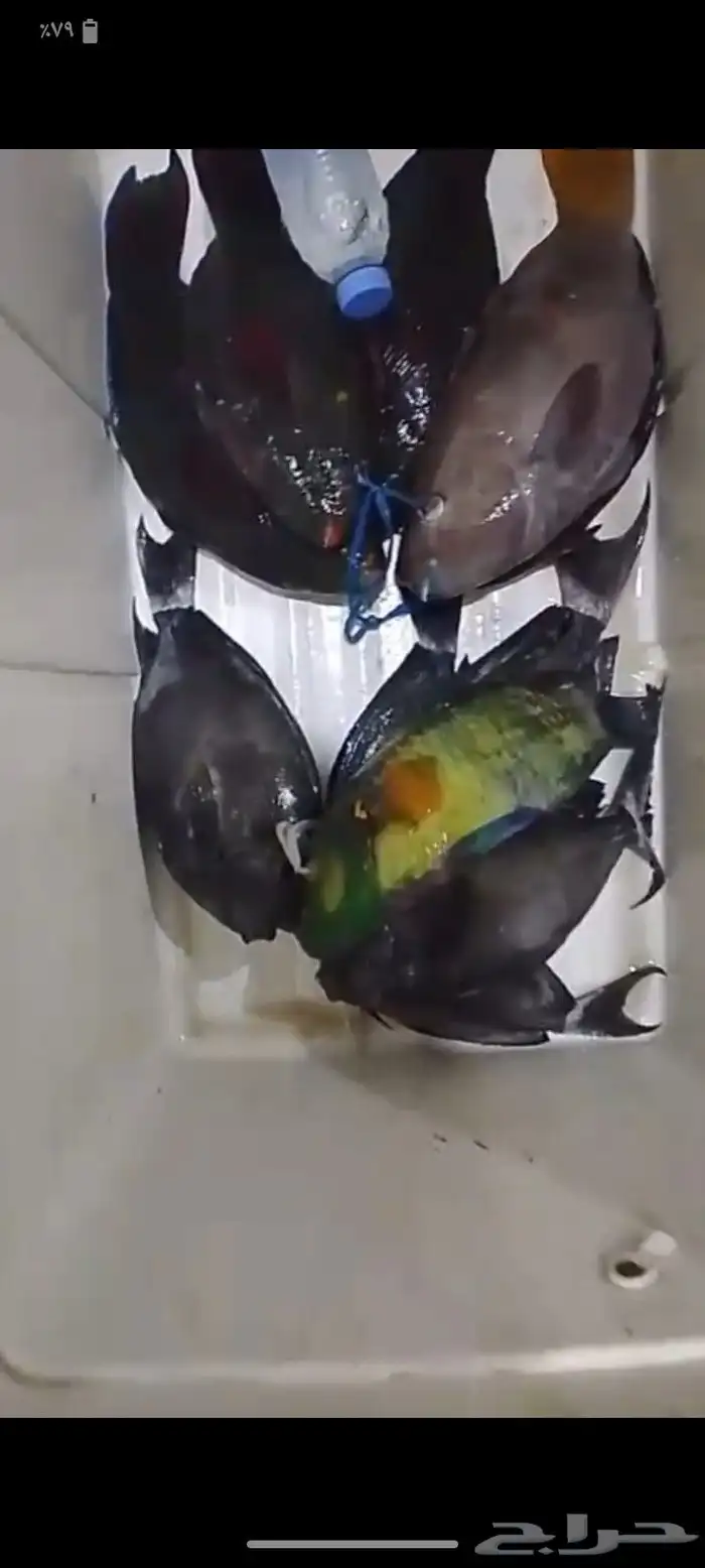 سمك بلدي طازج صيد ثول 1