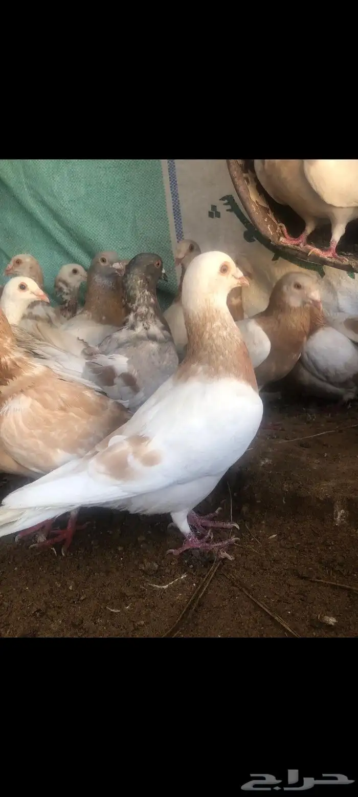 للبيع حمام 0