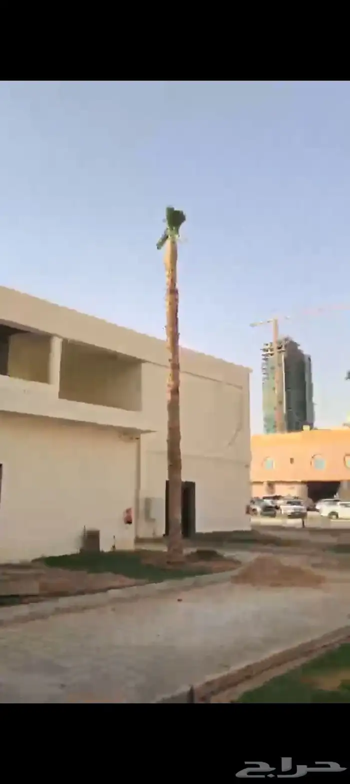 يوجد لدينا جميع انواع النخيل 0