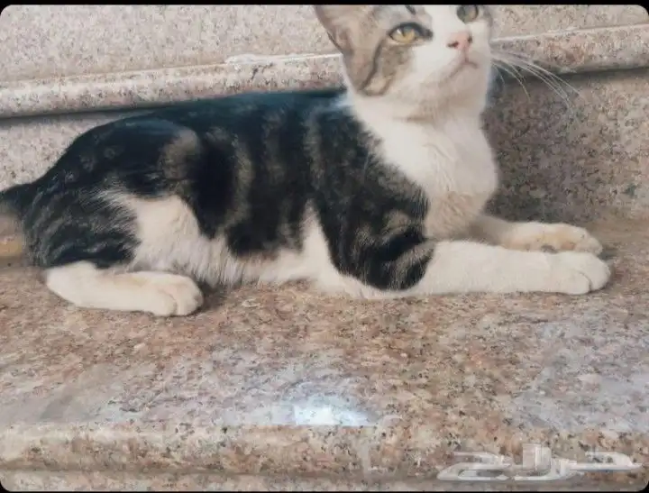 للتبني قططط 2