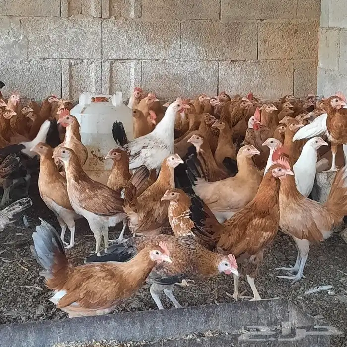 ديكه للبيع الموقع خميس البحر قريب من محايل عسير 7