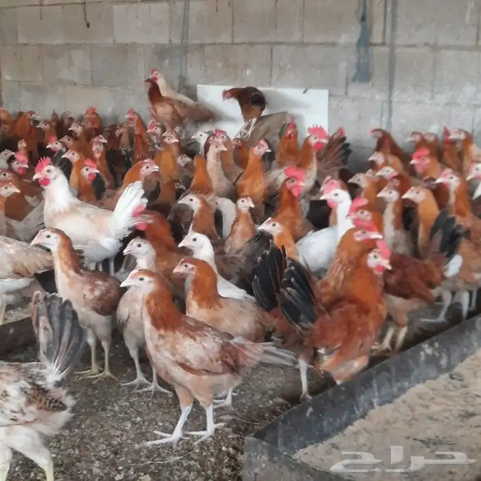 ديكه للبيع الموقع خميس البحر قريب من محايل عسير 5