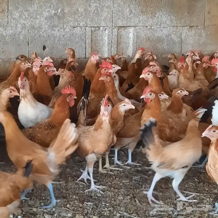 ديكه للبيع الموقع خميس البحر قريب من محايل عسير 0