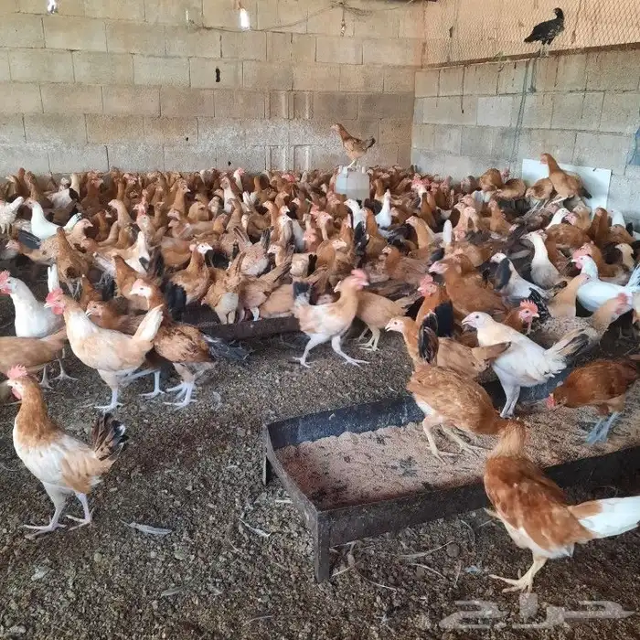 ديكه للبيع الموقع خميس البحر قريب من محايل عسير 2