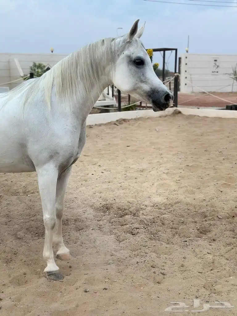 فرس واهو 1