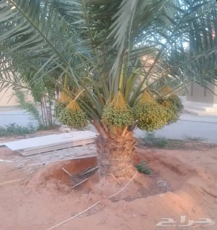 نعمل في مجال النخيل والشبوك وبنيان الحجر 4