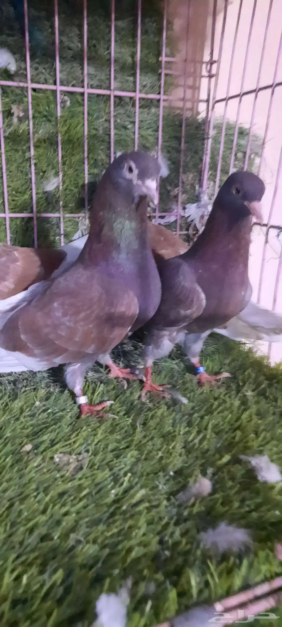 حمام قطيفي 0