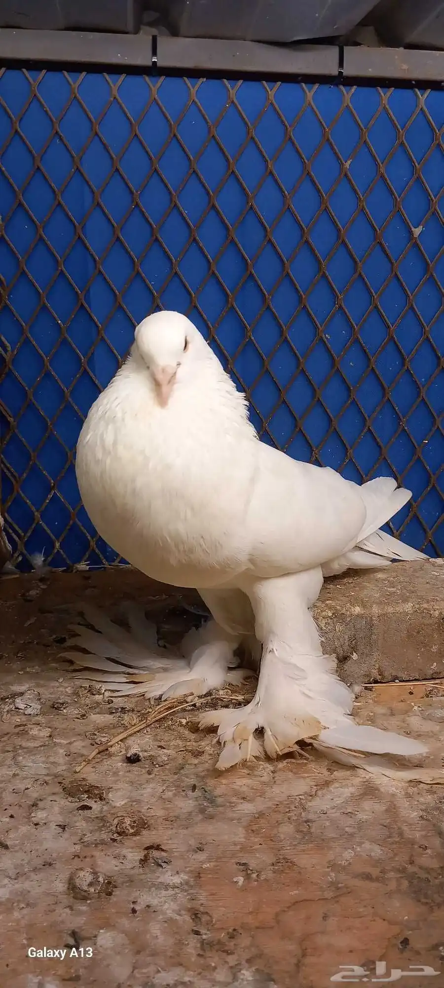 نفاخ 1
