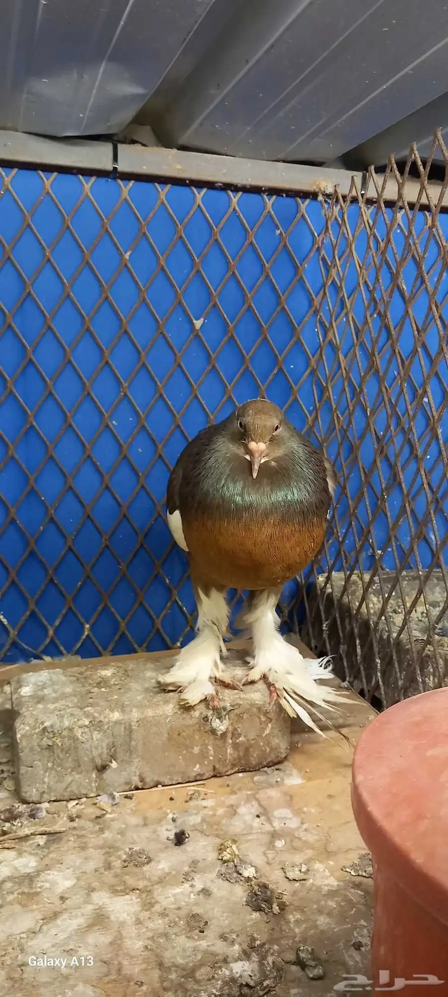 نفاخ 0