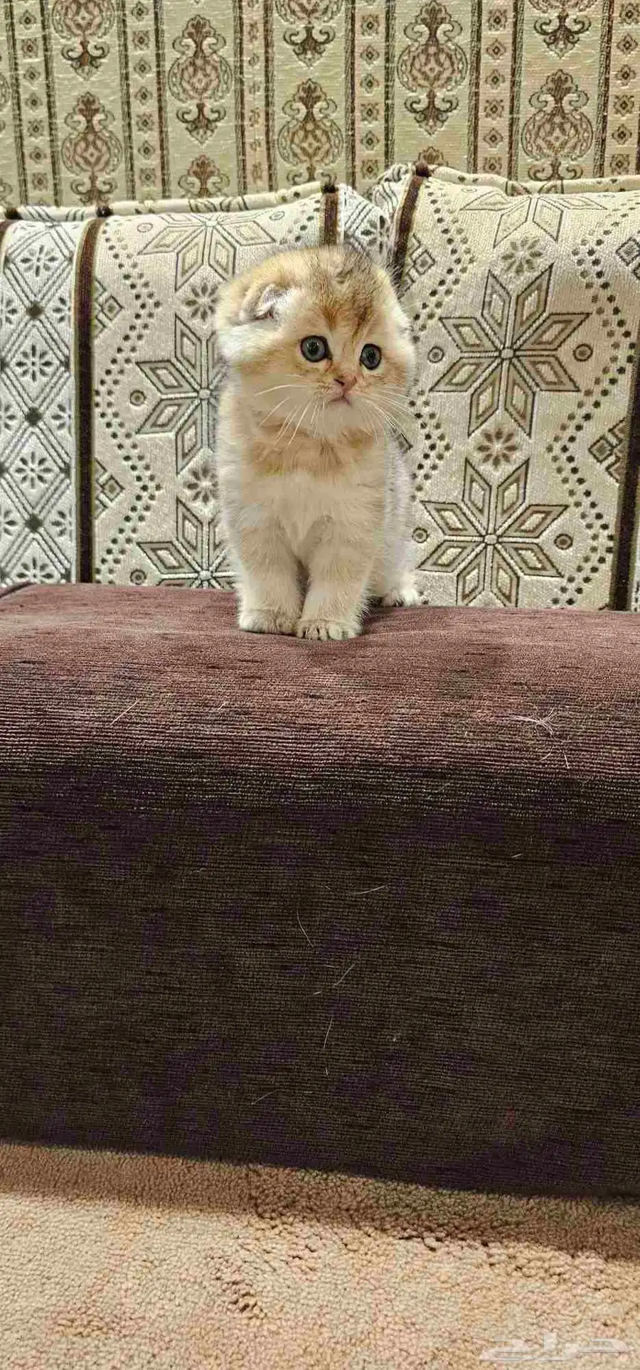 4 قطط سكوتش فولد 2