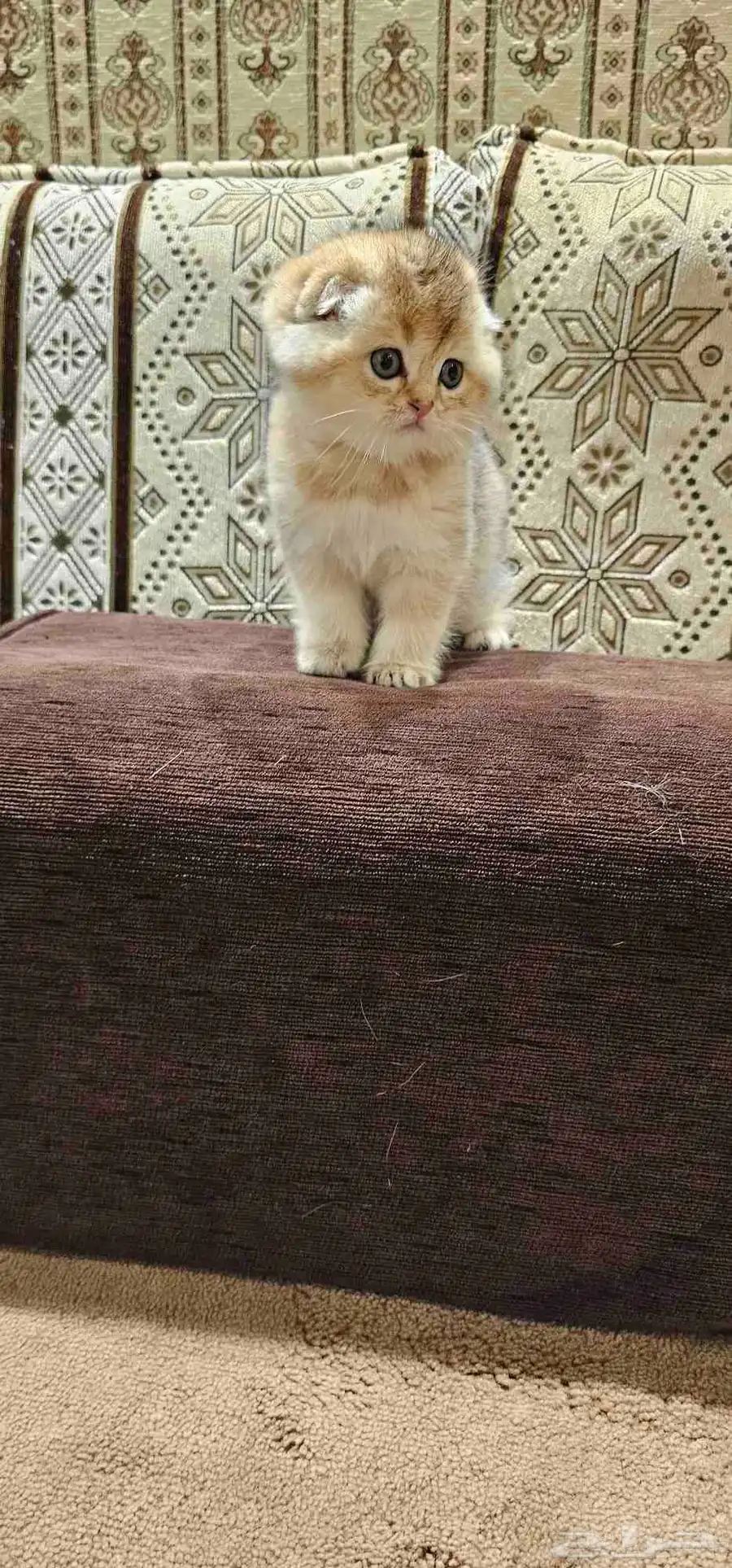 4 قطط سكوتش فولد 6