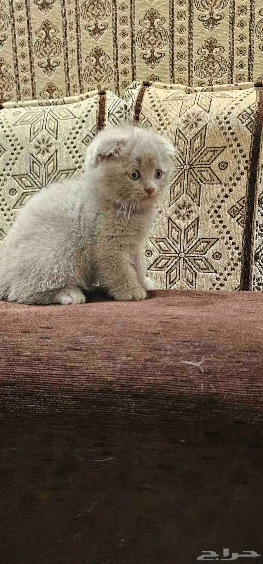 4 قطط سكوتش فولد 3