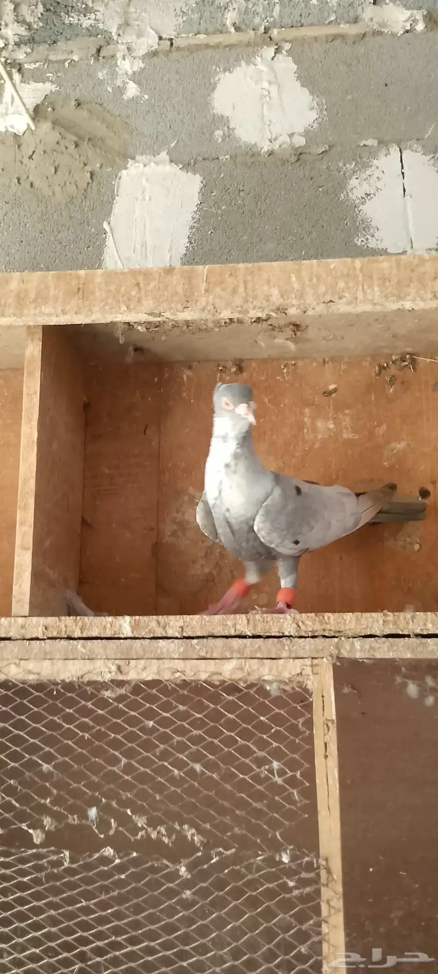 حمام شامي 5
