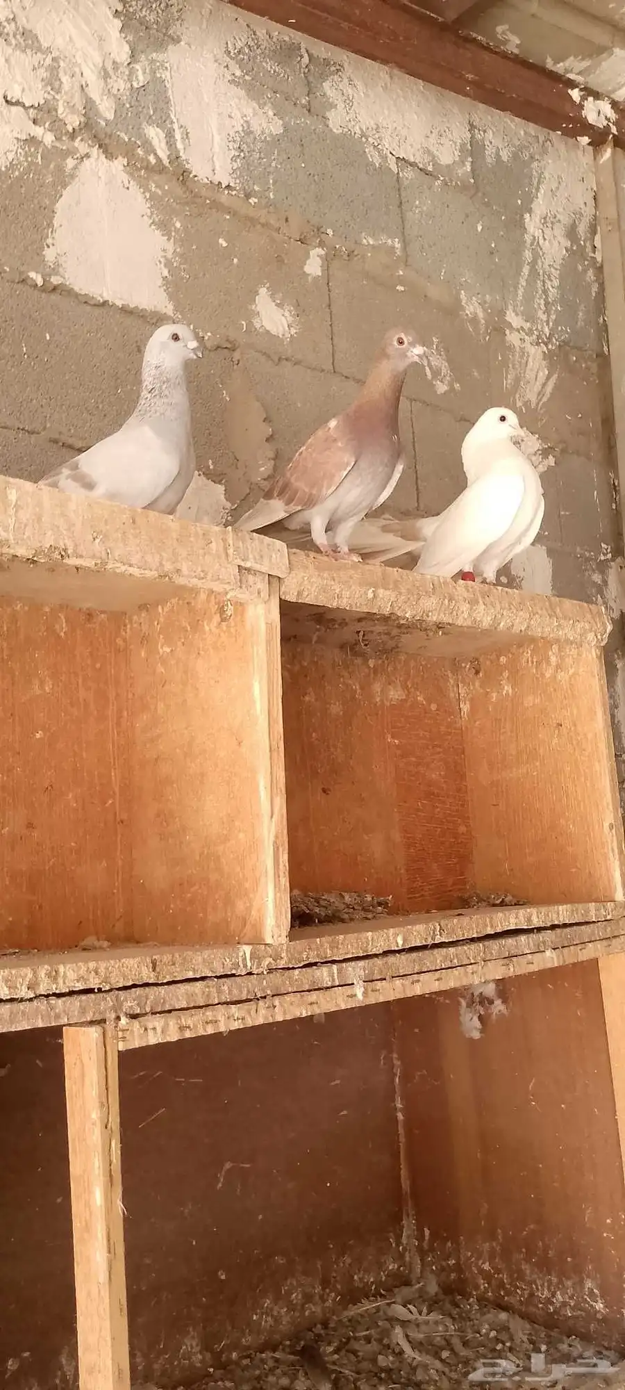 حمام شامي 6