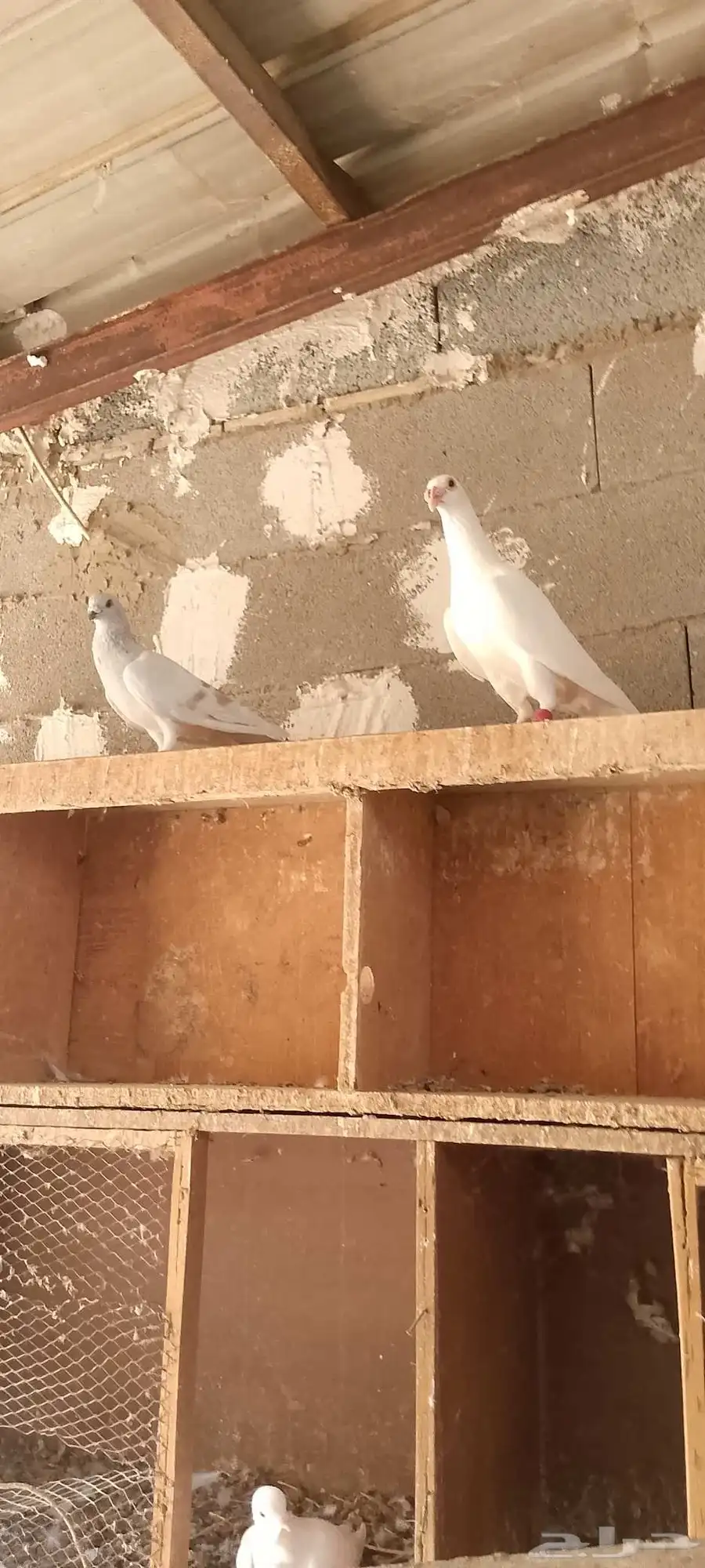 حمام شامي 2